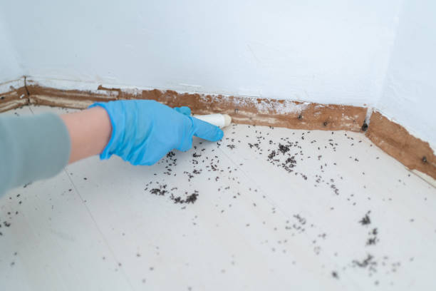 Best Flea Control Services  in Jasper, AL